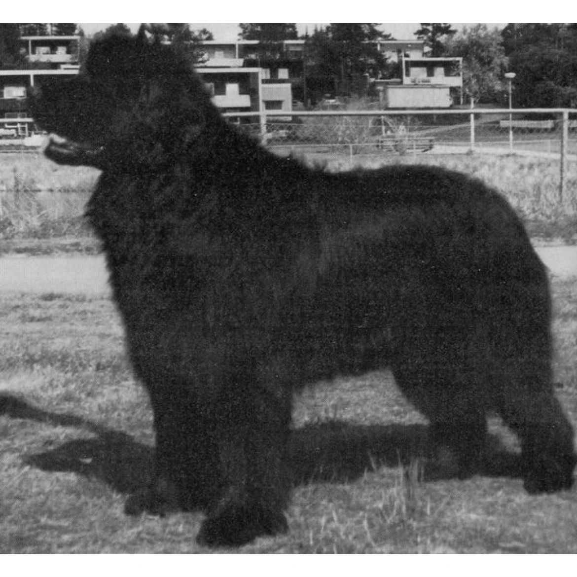 R Arcturus Gentle Bear (03-03-1995)